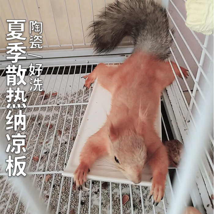 仓鼠金丝熊纳凉睡板松鼠花枝荷兰猪夏季降温平台平躺陶瓷散热板