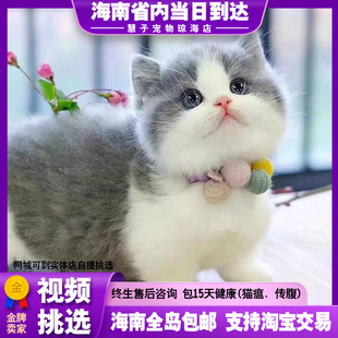 英短蓝白矮脚猫曼基康幼猫活体纯种米努特拿破仑短腿猫英国短毛猫