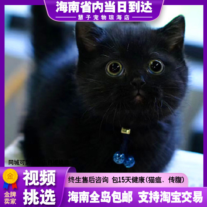 纯种孟买英短纯黑猫矮脚曼基康黑猫千岁岁幼猫黑煤球招财猫咪活物