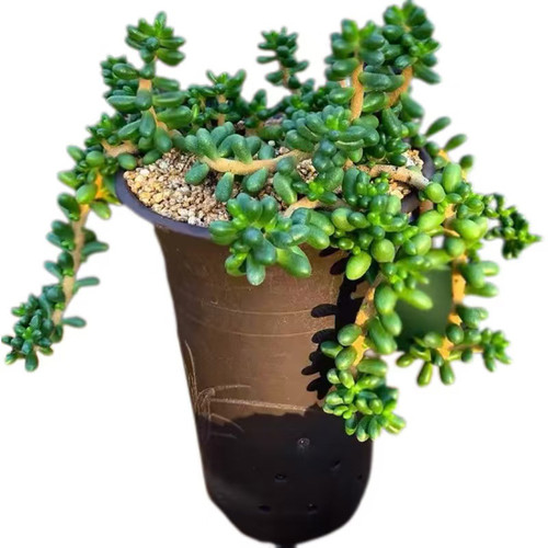 绿龟之卵多肉植物老桩小贵货稀有品种室内桌面花卉盆栽