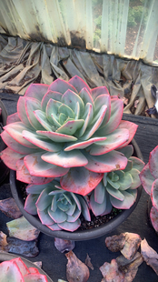 白凤多肉植物云南精品血凤老桩群生多头室内阳台美观大气大型群生