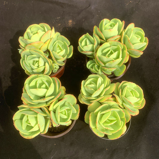 云南精品鸡蛋碧桃群生多头小老桩植物新手肉桌面窗台盆栽绿植拼盘