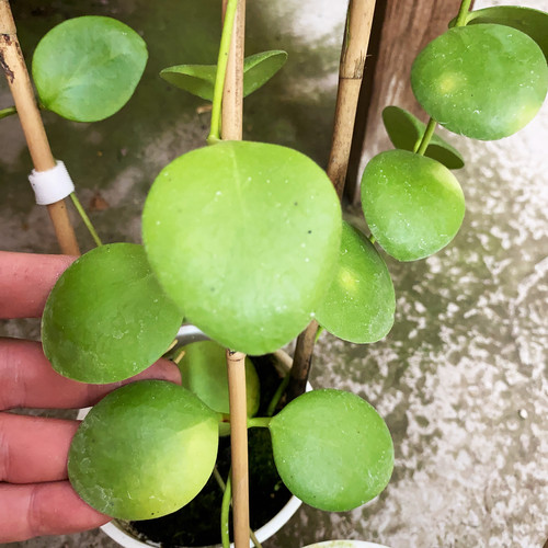 球兰 卡斯堡球兰   网红室内绿植盆栽