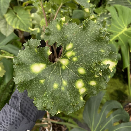 吴风草“萤火虫狮子头” 室内绿植盆栽 直播间精选