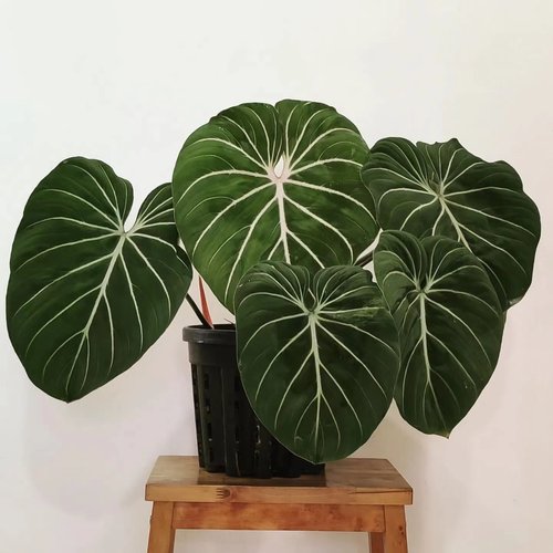 明脉蔓绿绒 Philodendron gloriosum 网红室内绿植