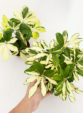 花叶鸭脚木锦叶鹅掌柴