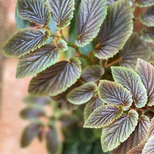 榆叶秋海棠  Begonia venezuela   室内绿植盆栽 直播间精选