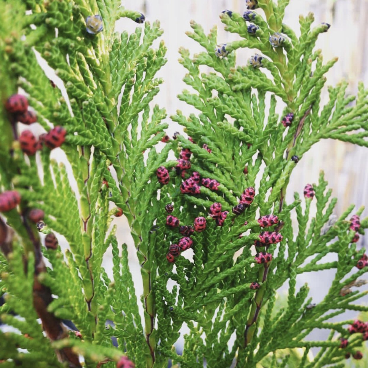 金首 扁柏 圣诞树室内绿植盆栽