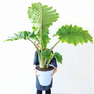 波尔图巨浪海芋 Alocasia Portora 大型种室内花园绿植盆栽