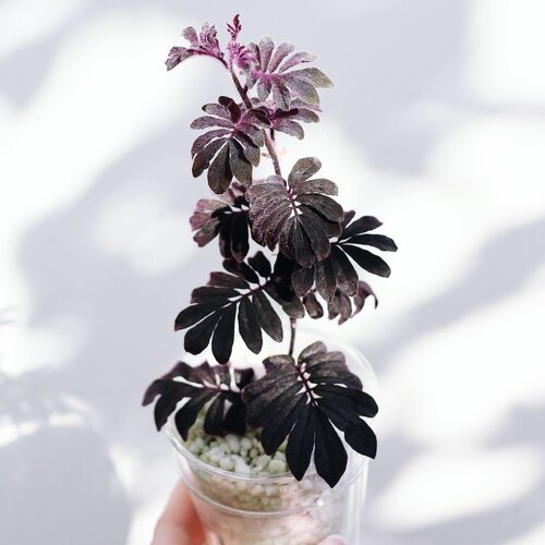 厄瓜多尔雨林茄 紫茄 Solanum uleanum 雨林缸室内观叶绿植盆栽