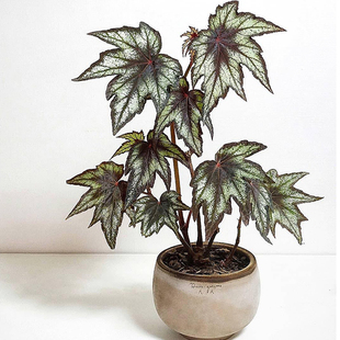 枫叶/小兄弟秋海棠    Begonia   室内绿植精选盆栽