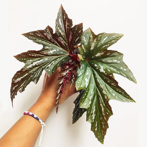 苏菲秋海棠 Begonia Sophie Cecile 大叶形品种 室内绿植盆栽