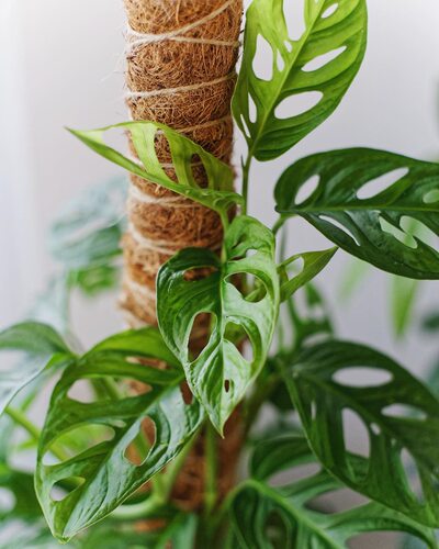 米歇尔仙洞  长藤品种多孔龟背竹 室内绿植盆栽