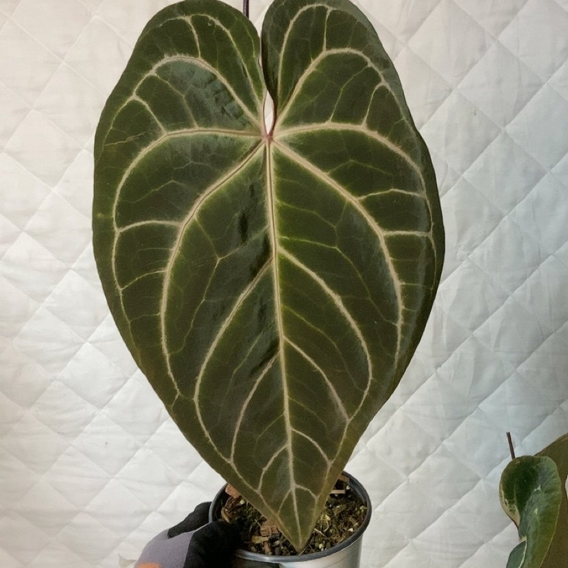 杂交花烛 B034 精选室内绿植盆栽 热植,鲜花速递/花卉仿真/绿植园艺,花烛,淘宝优惠券,粉丝福利购,淘宝优惠卷