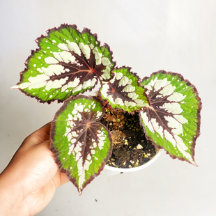 抹茶巧克力秋海棠 室内绿植盆栽