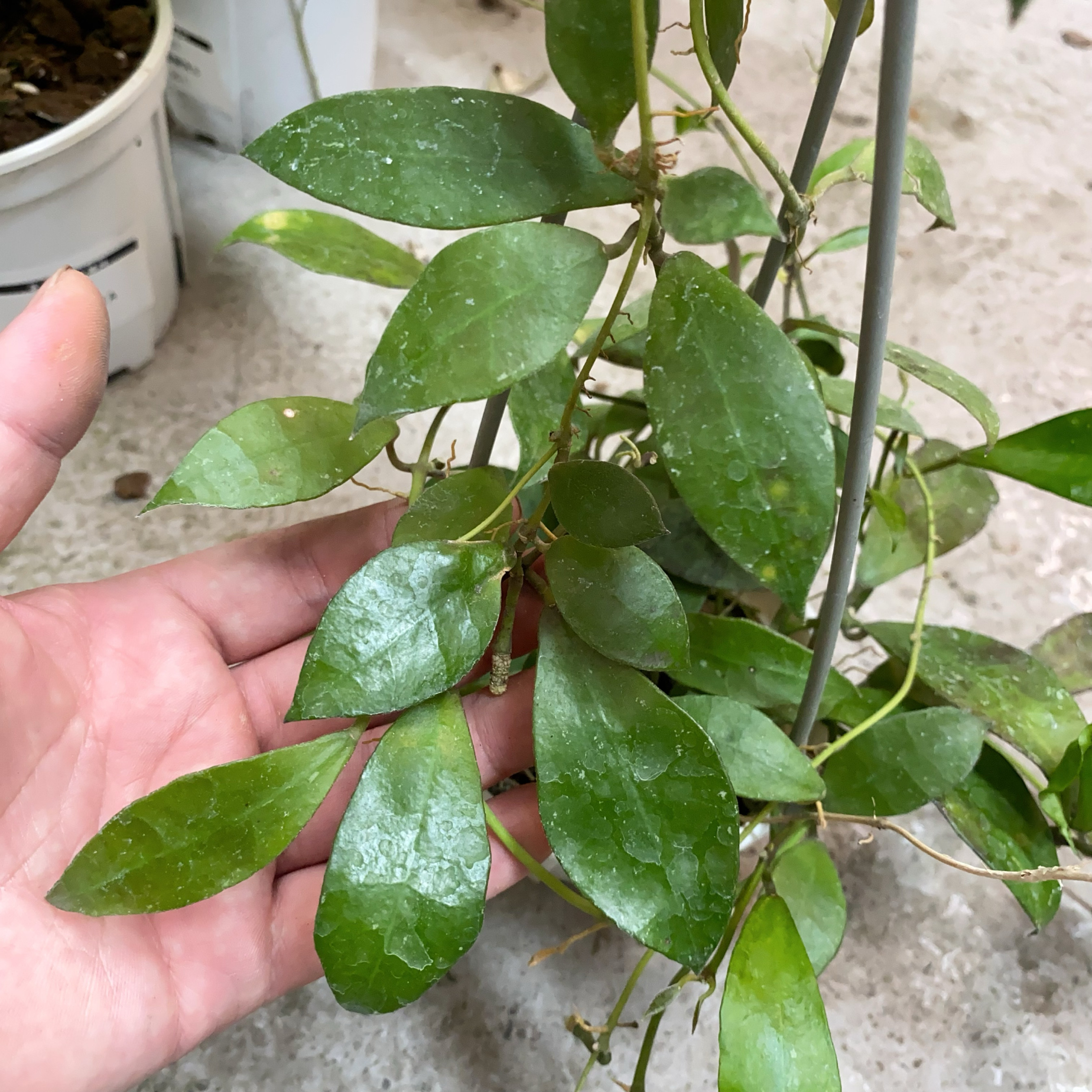 瓦林球兰网红室内绿植盆栽