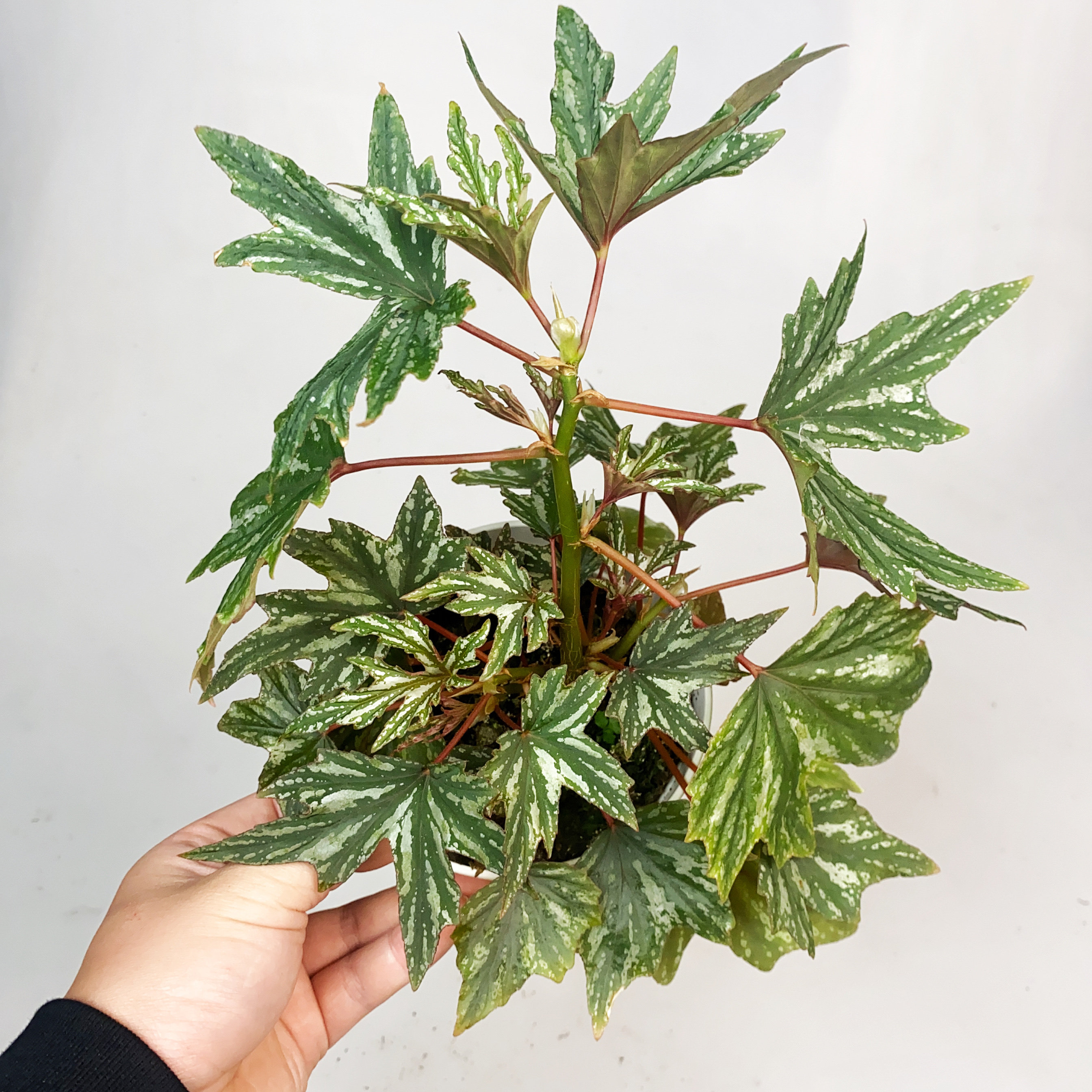 蜻蜓秋海棠 直播间精选,鲜花速递/花卉仿真/绿植园艺,秋海棠,淘宝优惠券,粉丝福利购,淘宝优惠卷