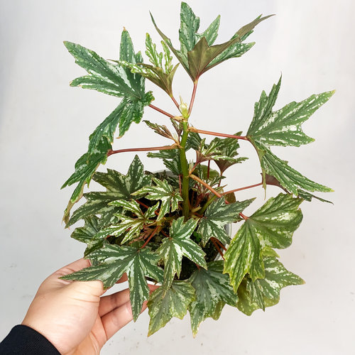 蜻蜓秋海棠 直播间精选