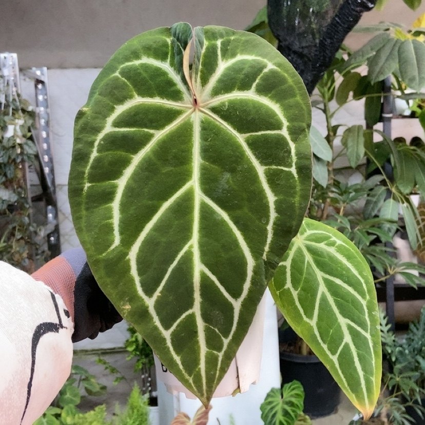 杂交花烛 B060 精选室内绿植盆栽 热植,鲜花速递/花卉仿真/绿植园艺,花烛,淘宝优惠券,粉丝福利购,淘宝优惠卷