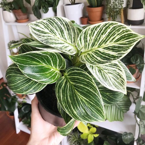 铂金金钻蔓绿绒Philodendron