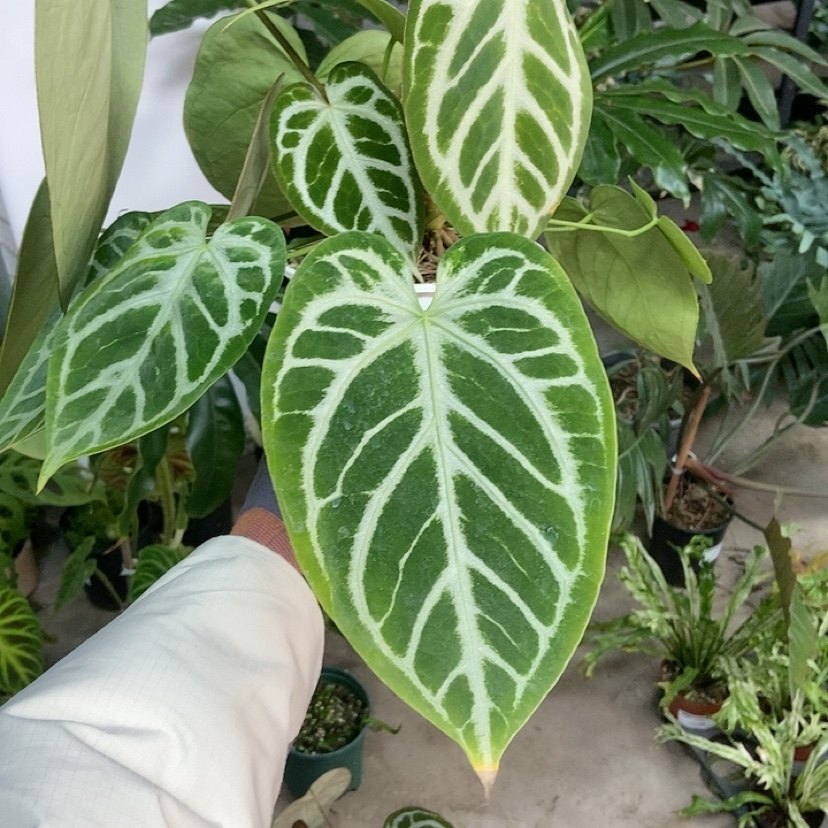 杂交花烛 B070 精选室内绿植盆栽 热植,鲜花速递/花卉仿真/绿植园艺,花烛,淘宝优惠券,粉丝福利购,淘宝优惠卷