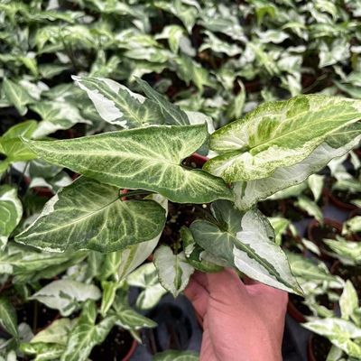 三王合果芋直播间Syngon