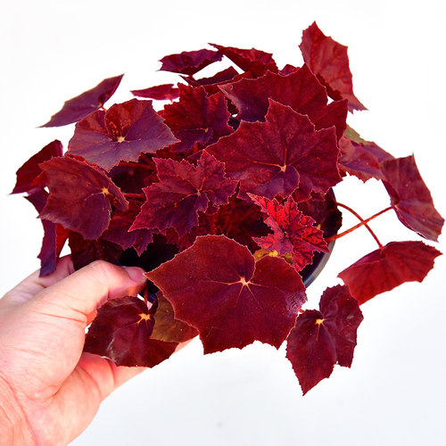 红丝绒秋海棠  网红室内绿植盆栽