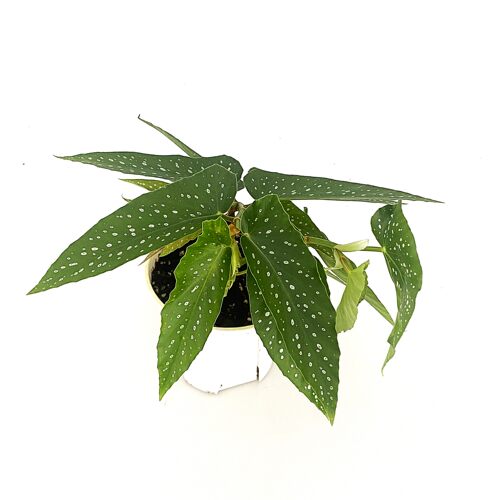 白花竹节秋海棠  Tamaya 网红室内绿植盆栽