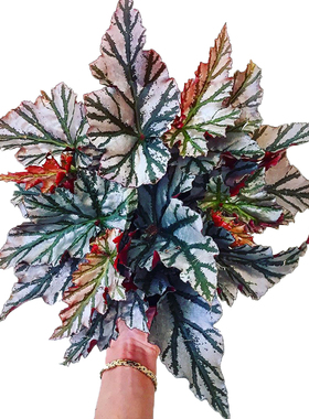 琉璃竹节秋海棠  海威 Begonia highway 进口网红盆栽