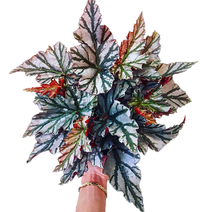 琉璃竹节秋海棠  海威 Begonia highway 进口网红盆栽