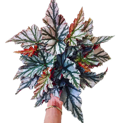 琉璃竹节秋海棠  海威 Begonia highway 进口网红盆栽