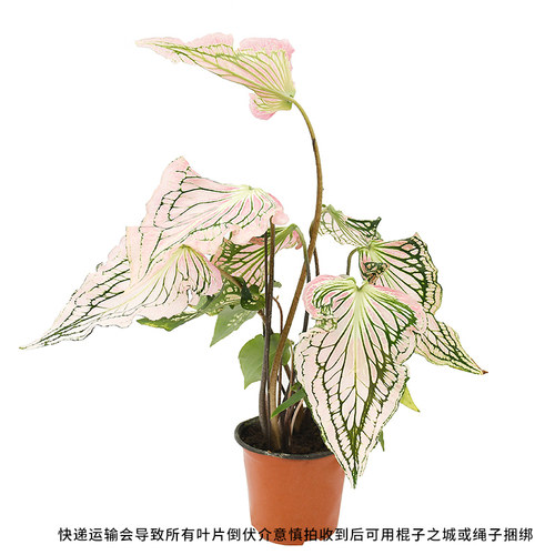 泰国美人/粉色和声彩叶芋  室内户外绿植盆栽