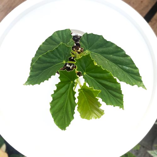 月见绿秋海棠    室内绿植盆栽