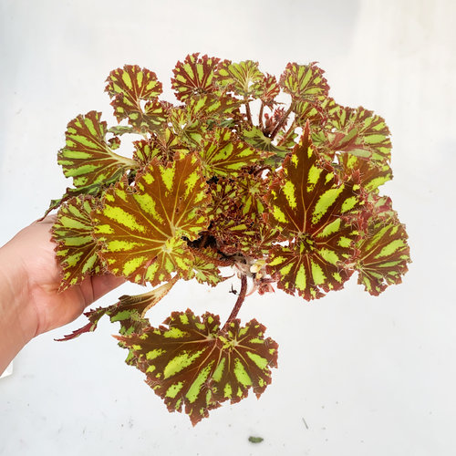 孔雀秋海棠  网红室内绿植盆栽