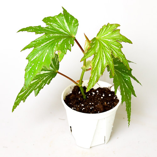 乌头杂秋海棠     美国银枫  Begonia   室内绿植精选盆栽