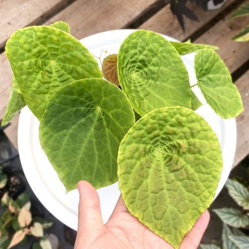 福寿秋海棠   直播间精选 一物一拍 - 封面