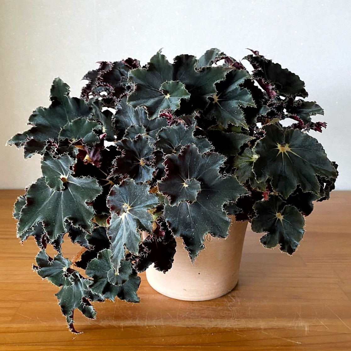 黑曼巴秋海棠/ 黑骑士  Begonia Darkmambo   室内绿植盆栽图片