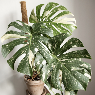 洒金龟背竹 Monstera Thai constellation  网红室内观叶盆栽