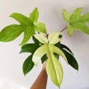 室内绿植盆栽 节锦化热植 佛罗里达幽灵蔓绿绒 季