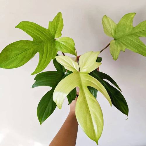 佛罗里达幽灵蔓绿绒   季节锦化热植 室内绿植盆栽