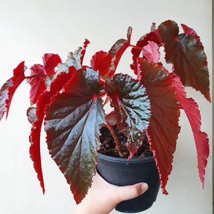 阿拉伯日落秋海棠 Begonia Arabian Sunset 竹节类稀有室内盆栽