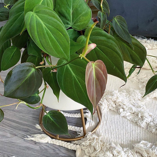 云母蔓绿绒 Philodendron Micans 网红室内盆栽绿植