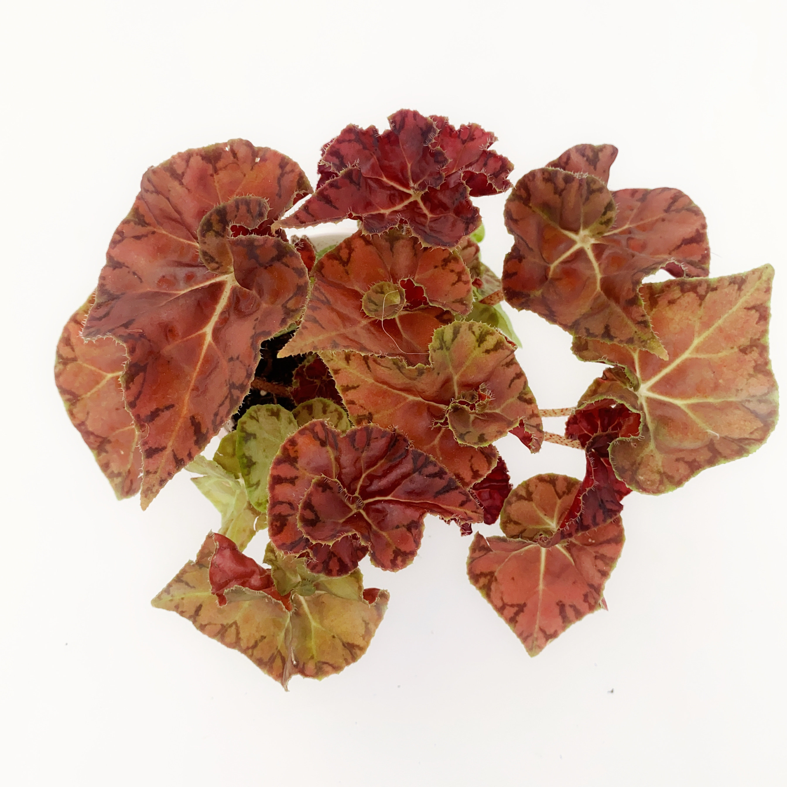 秋之褶皱 秋海棠  直播间精选 一物一拍,鲜花速递/花卉仿真/绿植园艺,秋海棠,淘宝优惠券,粉丝福利购,淘宝优惠卷