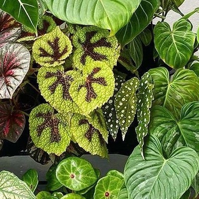 杂交花烛 B111  精选室内绿植盆栽 热植