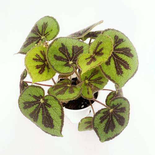 彩纹秋海棠 / 美纹秋海棠 网红室内绿植盆栽 直播间精选