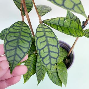 淡味西瓜皮球兰 网红室内绿植盆栽