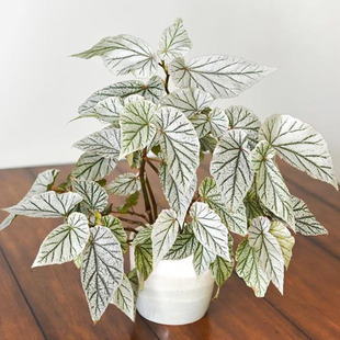 唐米勒 Miller 白雪 Don 室内绿植盆栽 Begonia 飞雪竹节秋海棠