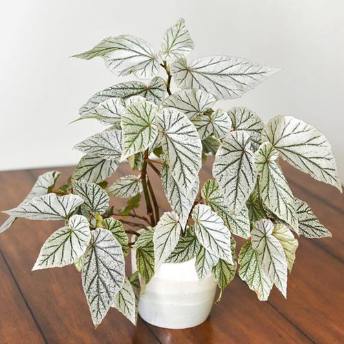 飞雪竹节秋海棠 唐米勒  白雪 Begonia Don Miller  室内绿植盆栽
