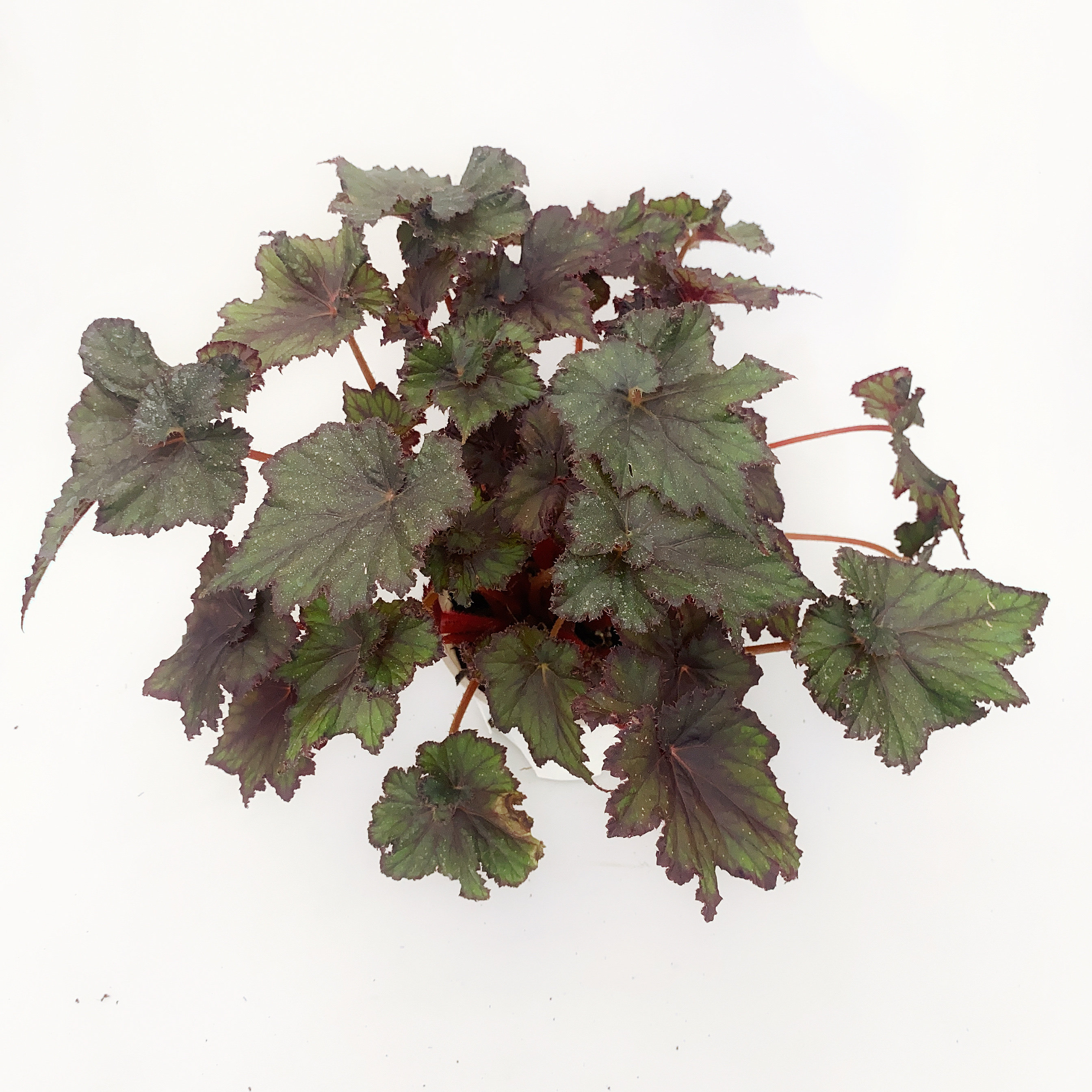 古巴秋海棠  网红室内观叶绿植  直播间精选,鲜花速递/花卉仿真/绿植园艺,秋海棠,淘宝优惠券,粉丝福利购,淘宝优惠卷