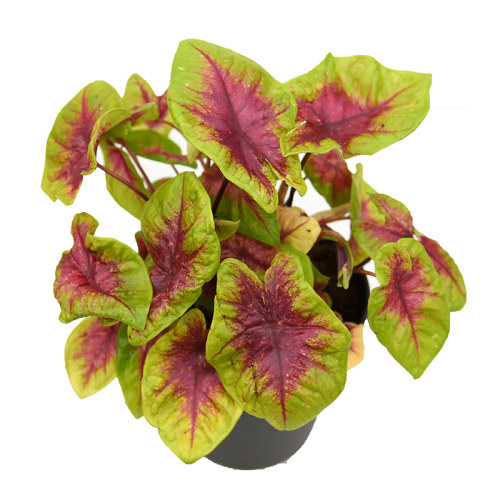 霓凰彩叶芋   甜心皇后 直播间精选一物一拍